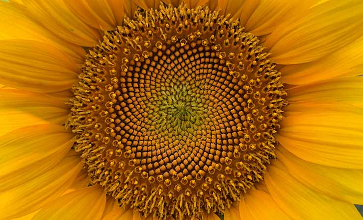 girasole e sequenza di fibonacci