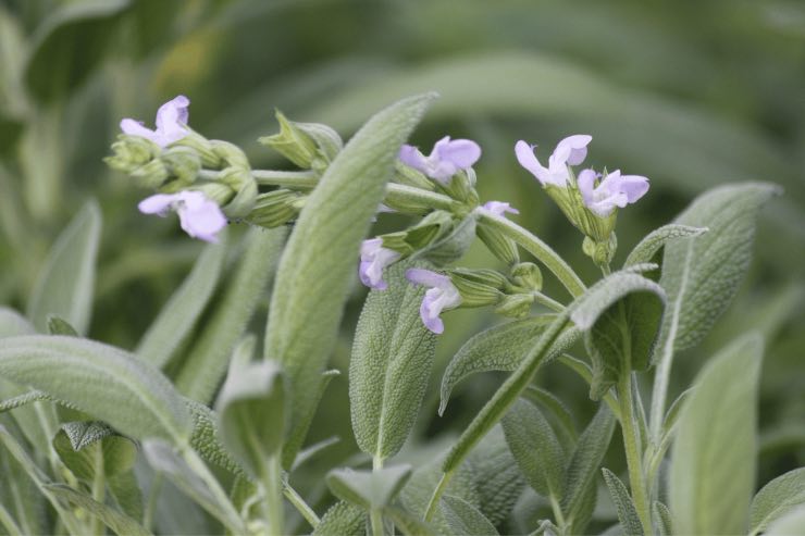 Grazie a quest'olio potrai attenuare le rughe: ecco come prepararlo