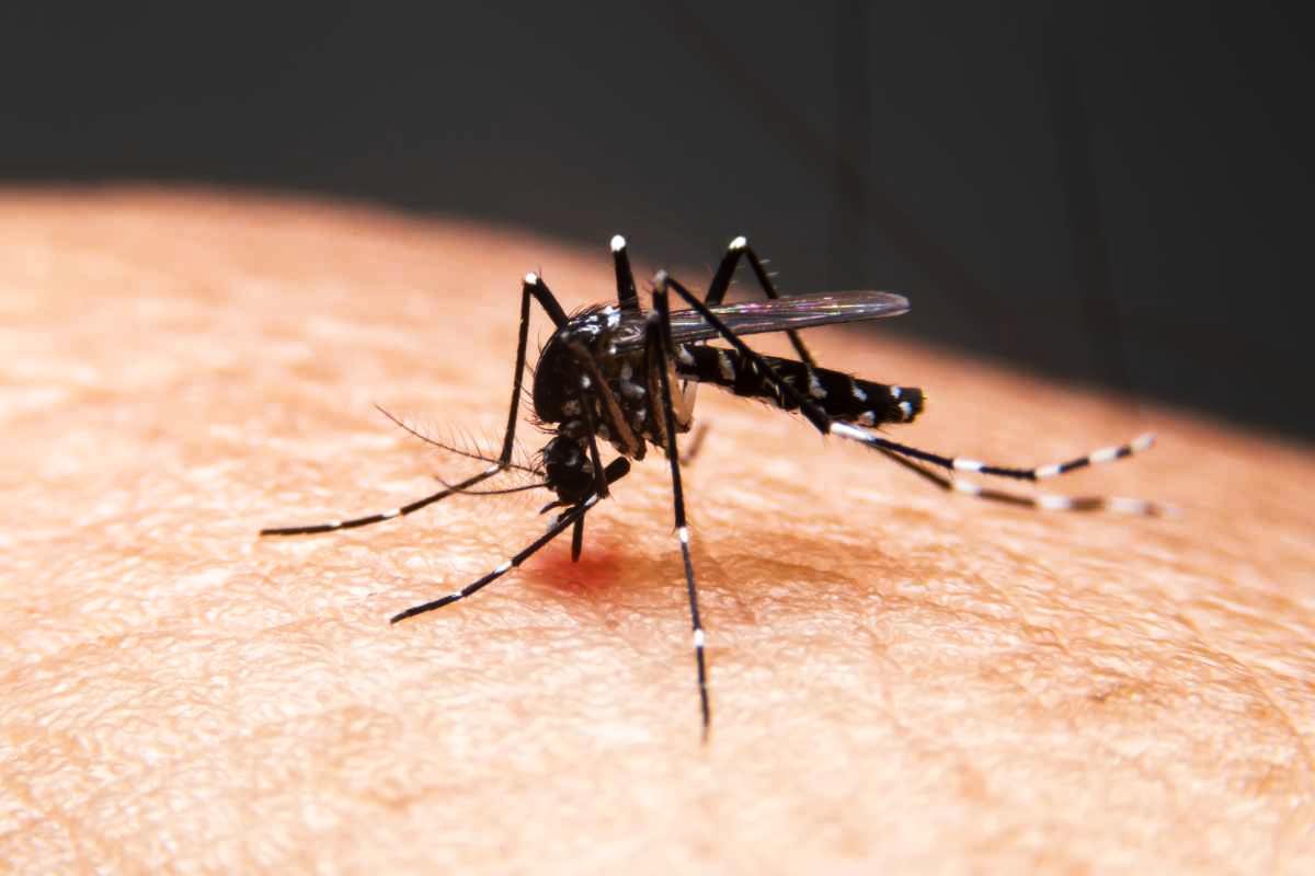 circolare del ministero della salute sulla dengue