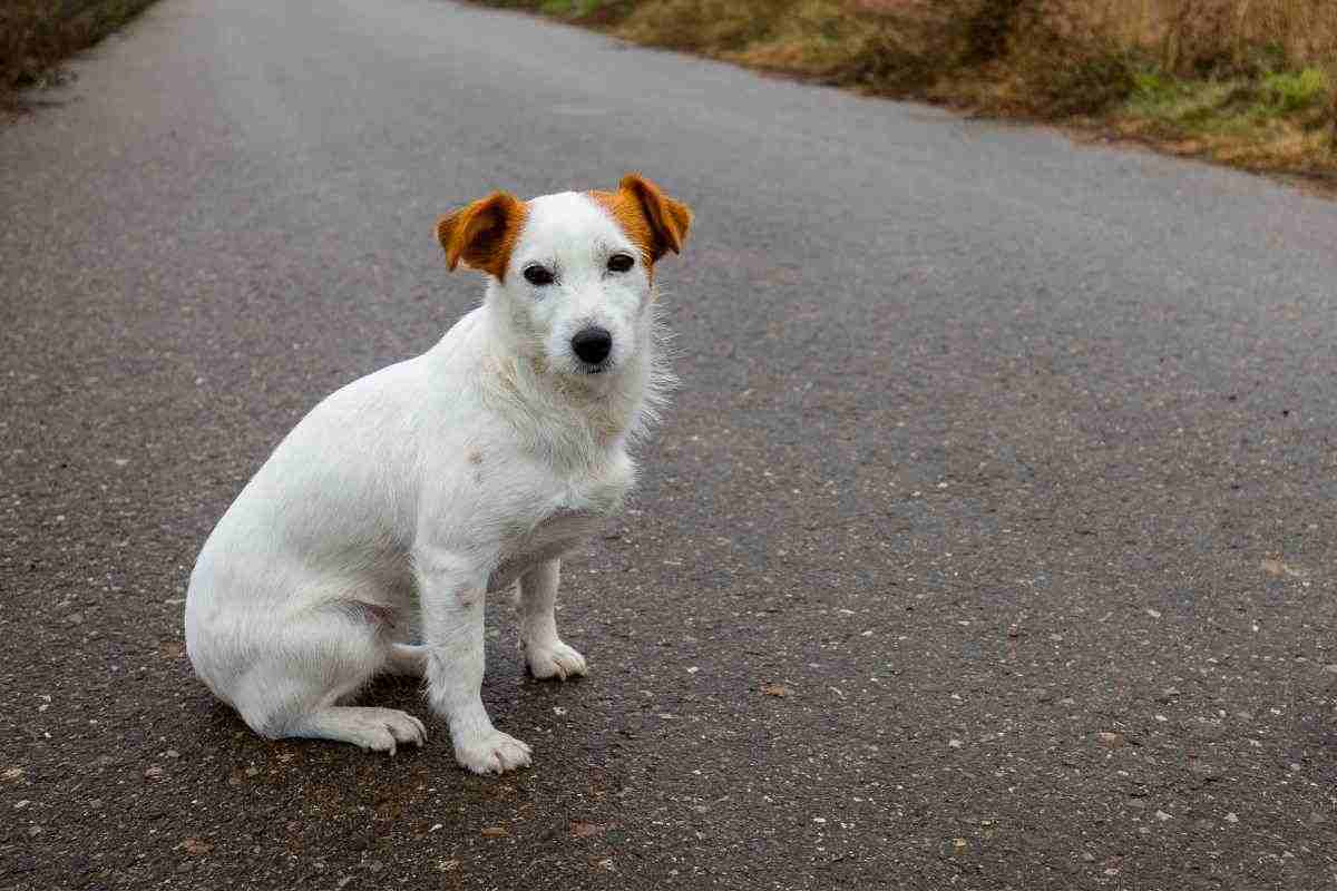 cosa succede a chi abbandona un cane in strada