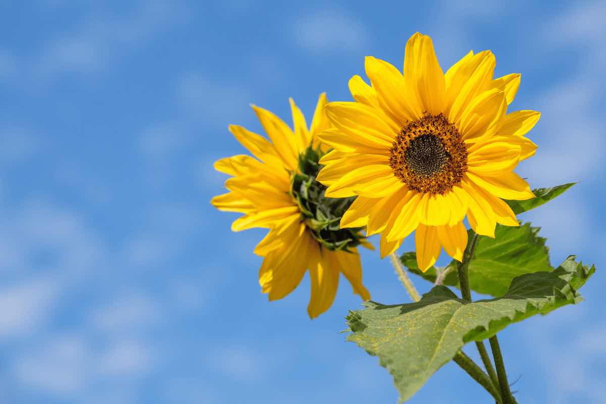 Piantare girasoli è facile: ecco come fare