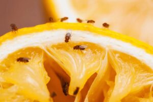Non sai come allontanare i moscerini della frutta? Ecco alcuni trucchetti