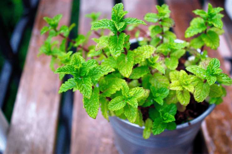 Rimedi naturali mosche in casa