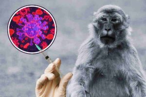 cos'è il virus b delle scimmie