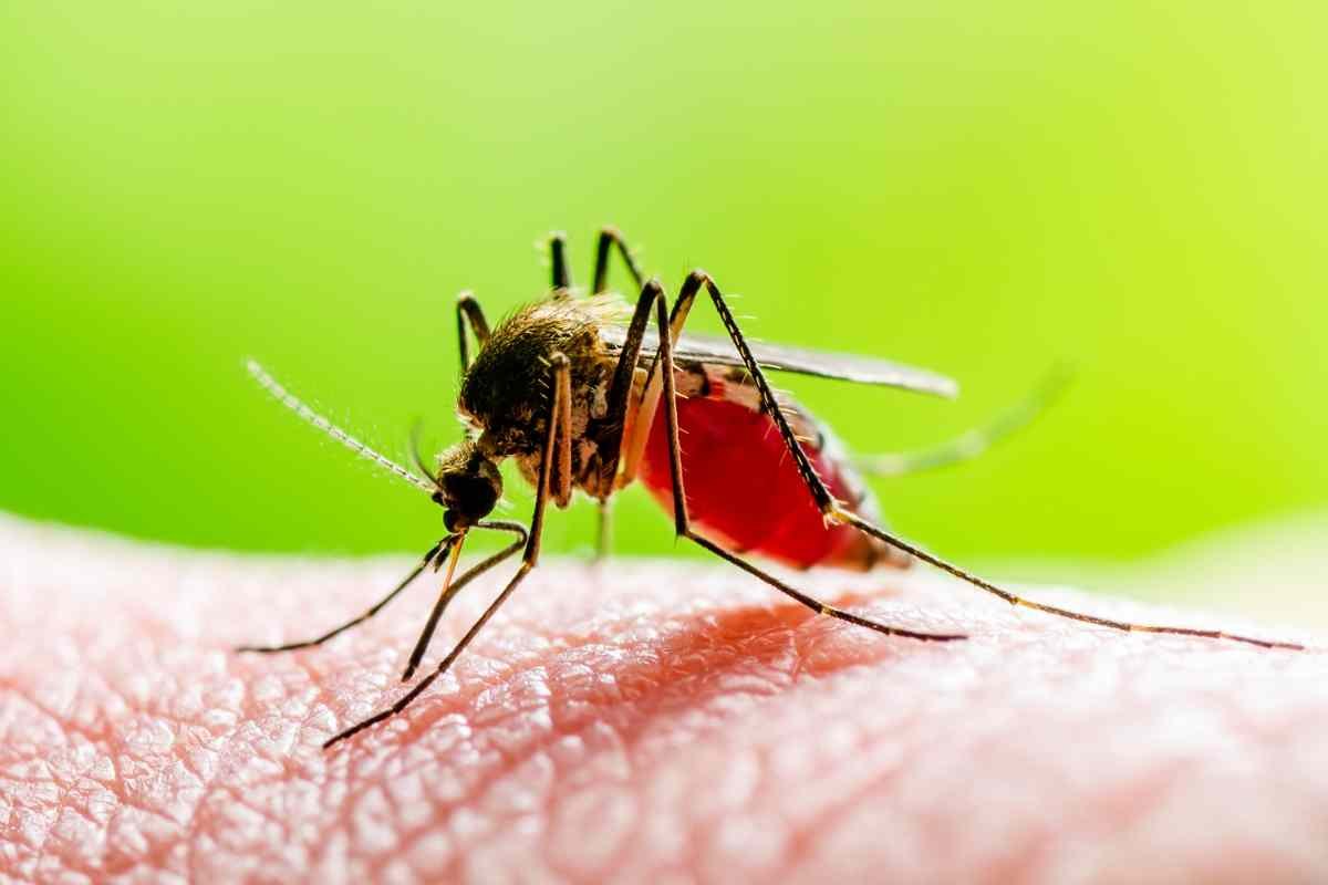 Puntura di zanzara, i rimedi naturali