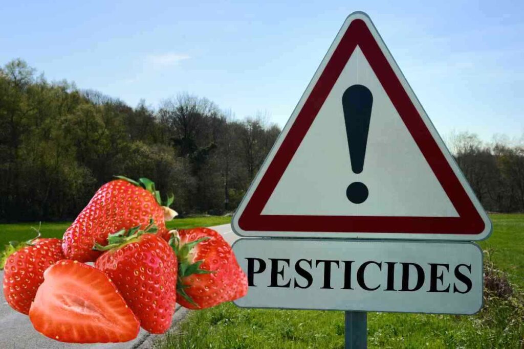 pesticidi sulle fragole