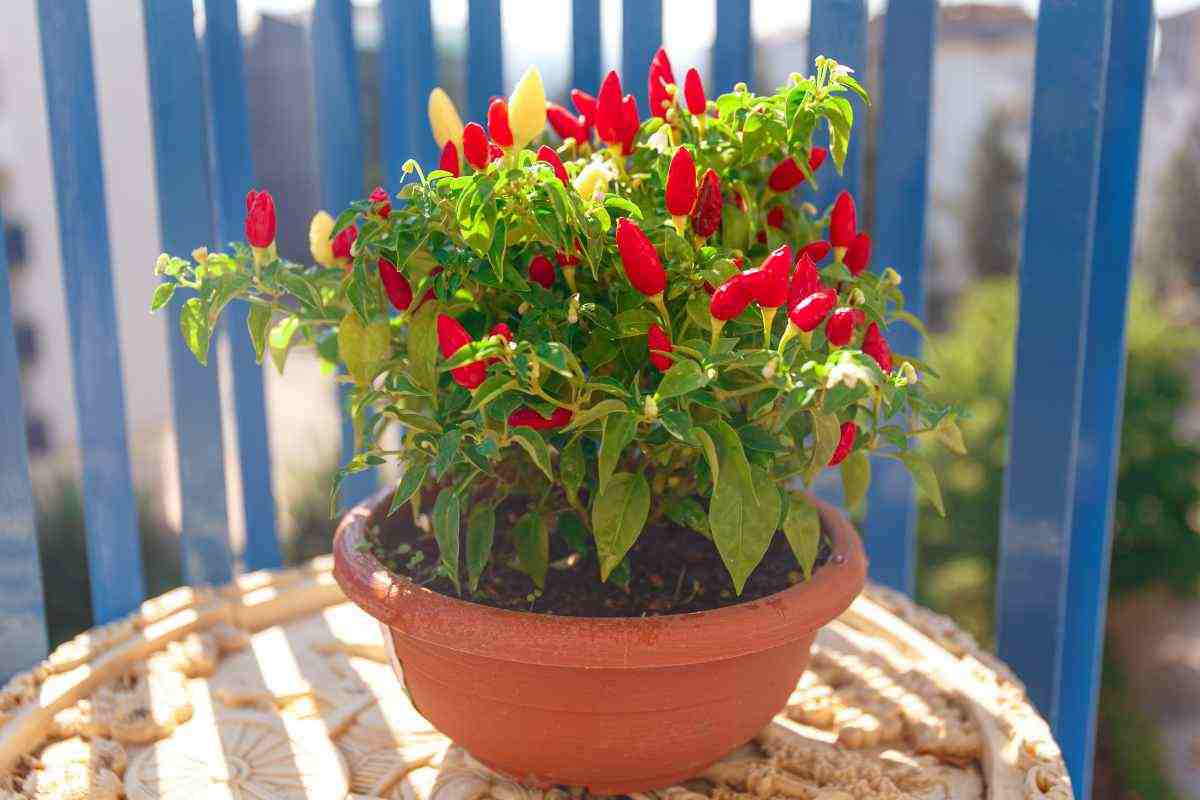 metodi per allontanare i piccioni dal balcone