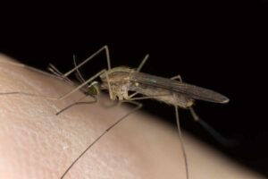 qual è la zanzara della malaria